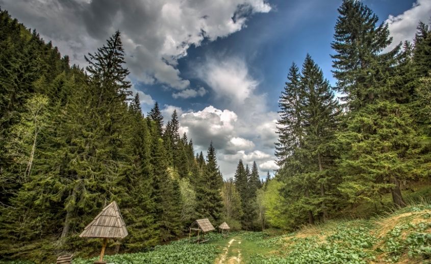 Kopaonik leti - Pešačka tura