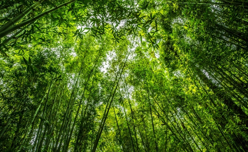 Bambus Nil